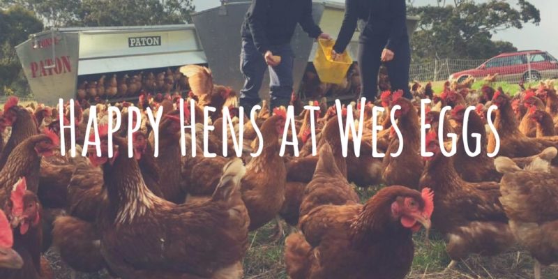 Happy Hens at Wes Eggs