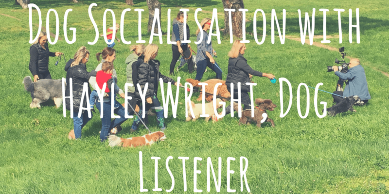 Dog Socialisation with Hayley Wright, Dog Listener