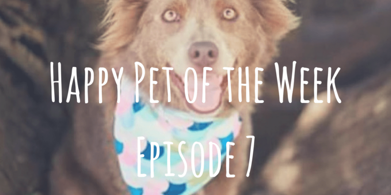 Happy Pet of the Week Episode 7
