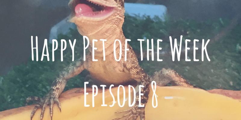 Happy Pet of the Week Episode 8