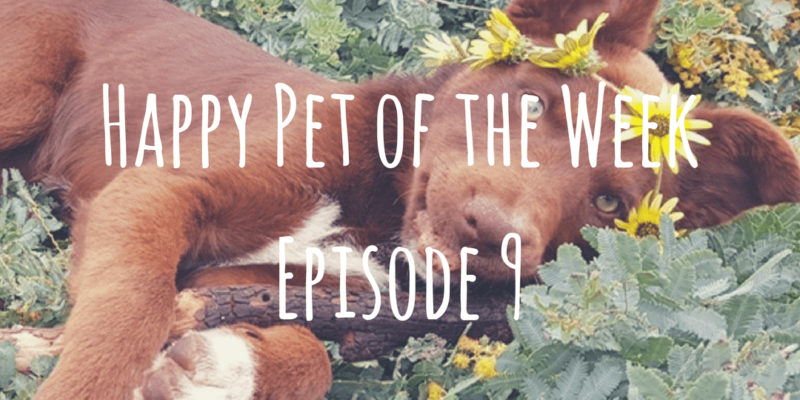 Happy Pet of the Week Episode 9